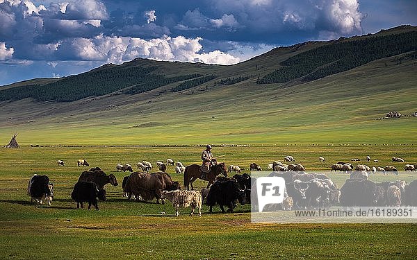 Mongolischer Hirte mit Herde Yaks  Provinz Arkhangai  Mongolei  Asien