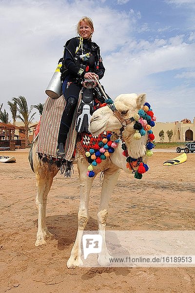 Diver sitting in equipment on dromedary (Camelus dromedarius)  El Gouna  Egypt  Africa