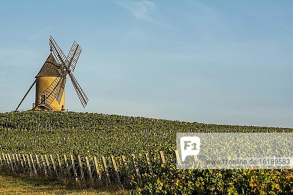 Windmühle am Beaujolais Weinberg, Romaneche Thorins, Departement Saone et Loire, Bourgogne-Franche-Comté, Frankreich, Europa