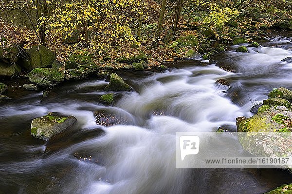 Herbst am Fluss Bode im Harz  Laubfärbung  Bodetal  Thale  Sachsen-Anhalt  Deutschland  Europa