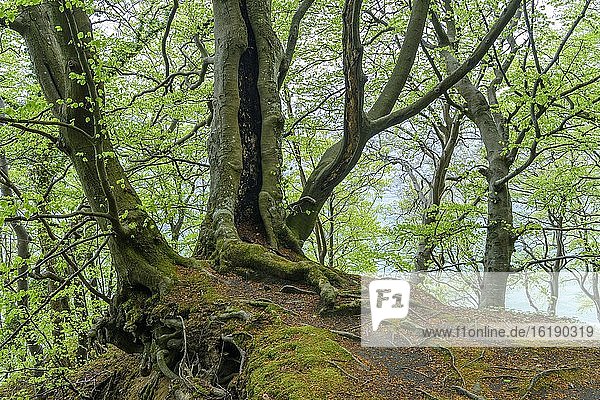 Rooted beech (Fagus sylvatica) on a steep slope on Rügen in spring  Jasmund National Park  Sassnitz  Mecklenburg-Western Pomerania  Germany  Europe