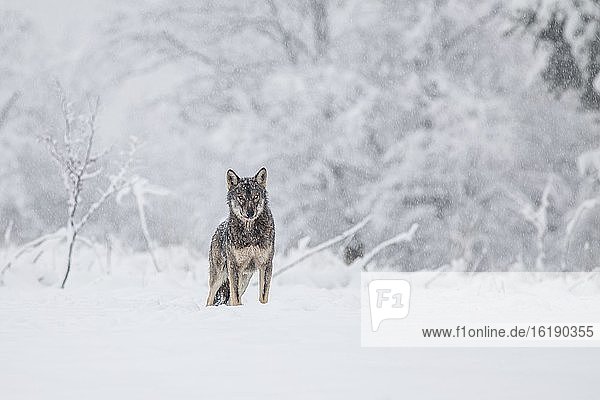 Ein Wolf (Canis lupus) auf einer Wiese in winterlicher Umgebung  Bieszczady  Polen  Europa