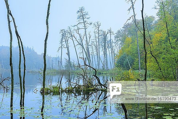 Schweingartensee im UNESCO-Weltnaturerbe Buchenwald Serrahn im Herbst  Nationalpark Müritz  Carpin  Mecklenburg-Vorpommern  Deutschland  Europa