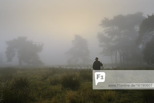 Shepherd with a flock of sheep in the heath at the Thülsfeld dam at sunrise in the fog  County of Cloppenburg  Lower Saxony  Germany  Europe