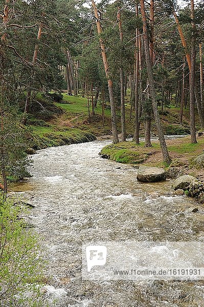 Pinar de Valsain (Pinus sylvestris) und Fluss Eresma. Provinz Segovia  Kastilien und Leon  Spanien.