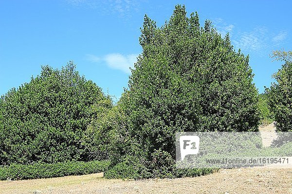 Europäischer Stechpalmenwald (Ilex aquifolium). Garag?eta  Provinz Soria  Kastilien und Leon  Spanien.