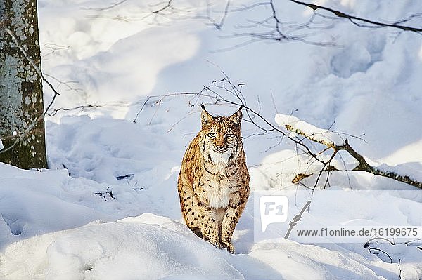 Eurasischer Luchs (Lynx lynx) im Winter  in Gefangenschaft  Nationalpark Bayerischer Wald  Bayern  Deutschland  Europa