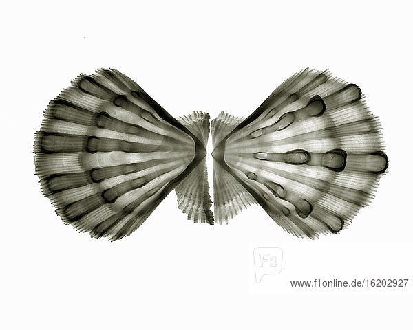 X-ray image of lion?s paw seashell