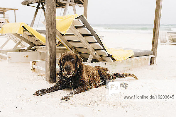 Dog resting by sun loungers on beach  Tulum  Mexico