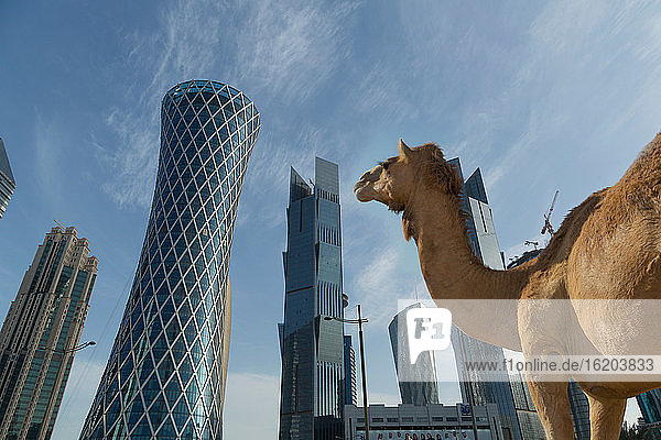 Kamel und Wolkenkratzer in der Innenstadt von Doha  Katar