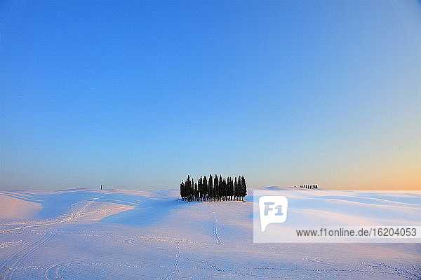 Cypress trees in winter  San Quirico  Tuscany  Italy