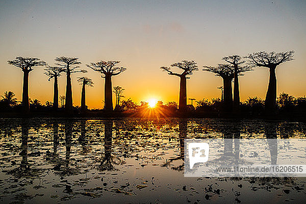 Silhouettierte Allee von Babab-Bäumen bei Sonnenuntergang  Madagaskar  Afrika