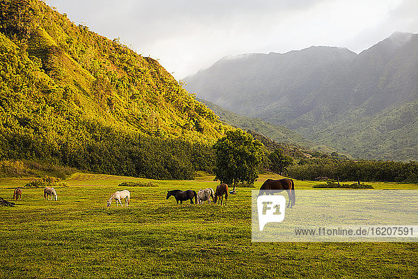 Pferde grasen bei Sonnenuntergang auf der Weide  Kauai  Hawaii