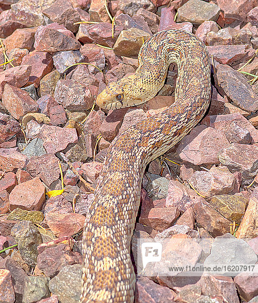 Nahaufnahme einer Arizona Gopher Snake (Pituophis Catenifer)  einer für den Menschen ungefährlichen  ungiftigen Konstriktorschlange  Arizona  Vereinigte Staaten von Amerika  Nordamerika