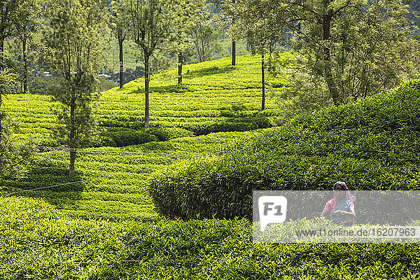 Teepflückerinnen  Nuwara Eliya  Zentralprovinz  Sri Lanka  Asien