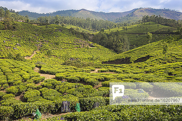 Teeplantagen  Munnar  Kerala  Indien  Asien