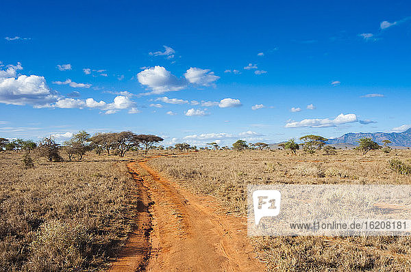 Wanderweg in der Savanne  Taita Hills Wildlife Sanctuary  Kenia  Ostafrika  Afrika