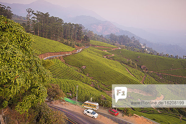 Straße schlängelt sich durch die Teeplantagen von Munnar  Munnar  Kerala  Indien  Asien