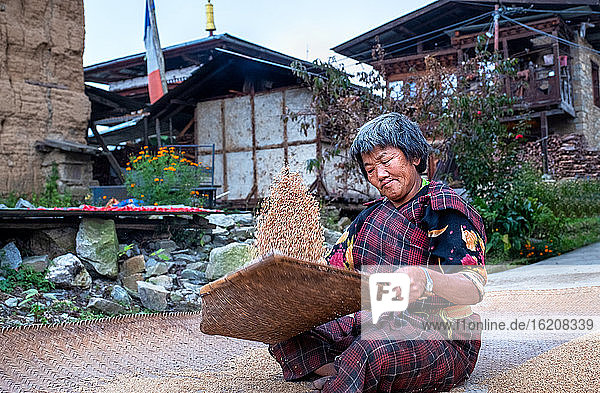 Traditionelle Reissiebung im Dorf Tshangkha in der Nähe von Trongsa  Bhutan  Asien
