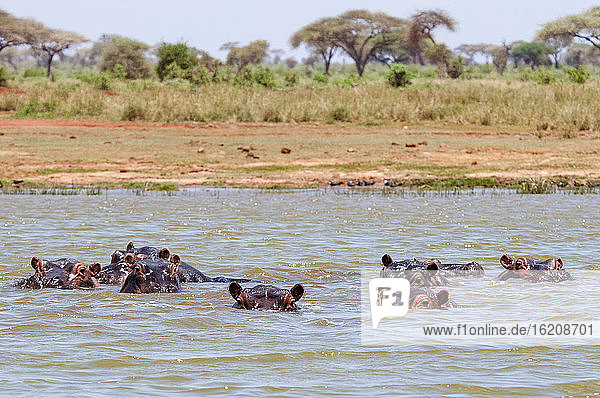 Flusspferd (Hippopotamus amphibius)  Lake Jipe  Tsavo West National Park  Kenia  Ostafrika  Afrika