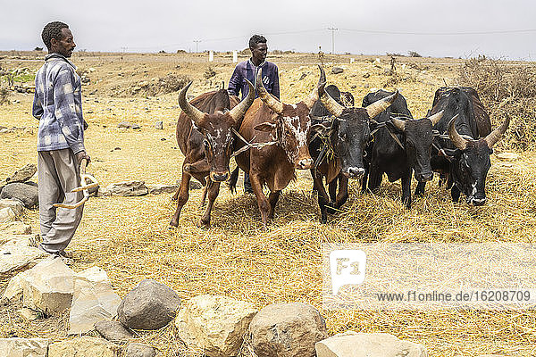 Herders with bulls  Gheralta Mountains  Hawzen  Tigray Region  Ethiopia  Africa