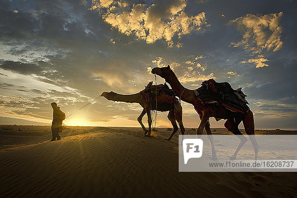 A camel trader in the famous Sam Sand dunes in Jaisalmer region of Rajasthan state  India  Asia