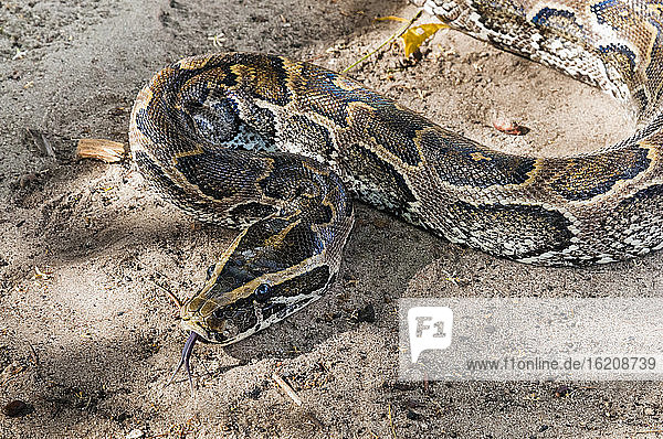 Afrikanische Felsenpython (Python sebae)  Tsavo-Ost-Nationalpark  Kenia  Ostafrika  Afrika