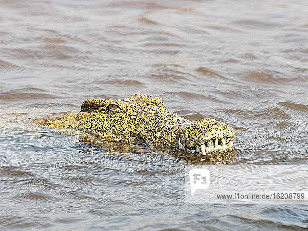 Ein ausgewachsenes Nilkrokodil (Crocodylus niloticus)  im Wasser nahe dem Ufer des Kariba-Sees  Simbabwe  Afrika