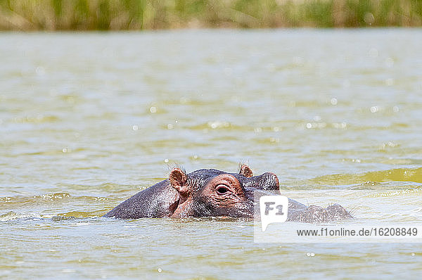 Flusspferd (Hippopotamus amphibius)  Lake Jipe  Tsavo West National Park  Kenia  Ostafrika  Afrika