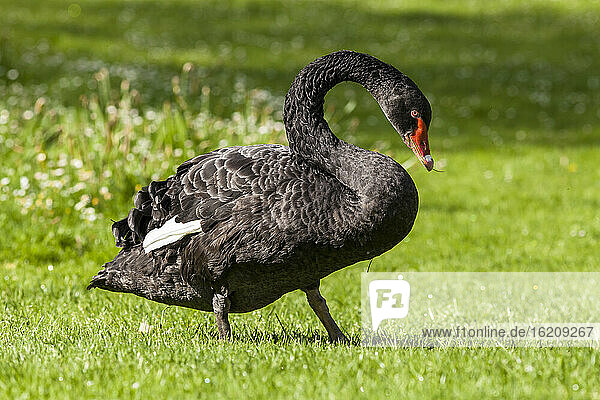 Germany, Hesse, Black swan bird perching on grass