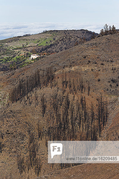 Spain  La Gomera  Fire damage in Garajonay National Park