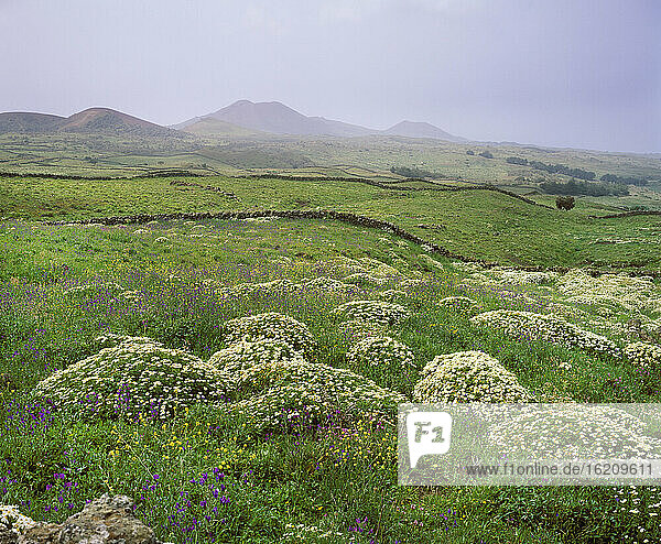 Spain  Canary Islands  El Hierro  La Dehesa  View of flower at springtime