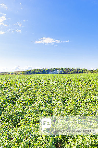 Kartoffeln (Solanum tuberosum) auf einem großen Sommerfeld