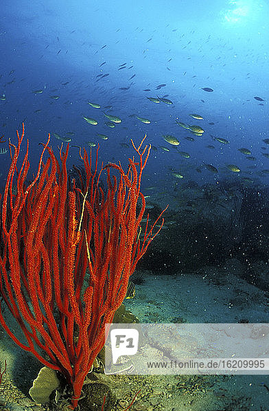 Thailand  Koh Mak  Red coral