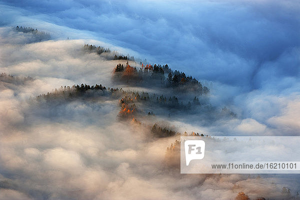 Austria  Salzkammergut  Trees covered with fog