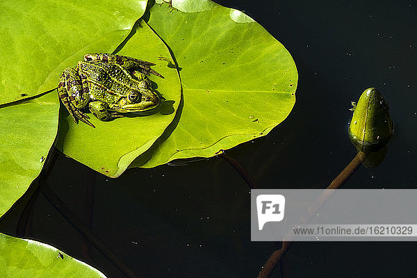 Teichfrosch auf Seerosenblatt sitzend