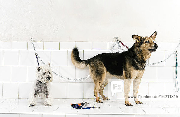 West Highland White Terrier und Deutscher Schäferhund stehen auf einem Tisch an der Wand in einem Haustiersalon