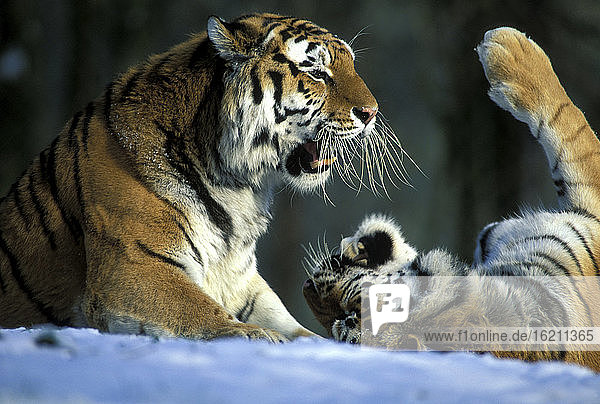 Ostsibirischer Tiger mit Jungen  Panthera tigra amurensis  Münchner zoo