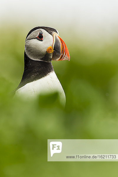 England, Northumberland, Puffins perching on grass