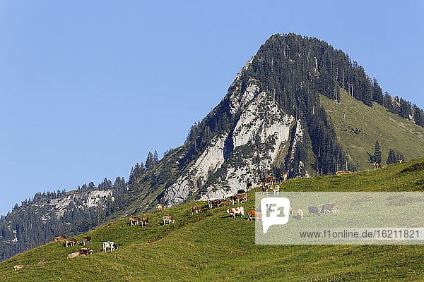 Austria  Vorarlberg  Cows grazing grass near Bizau