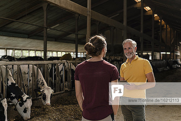 Älterer Bauer mit Tablet und erwachsenem Sohn im Kuhstall auf einem Bauernhof