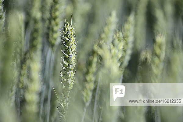 Ears of wheat in field