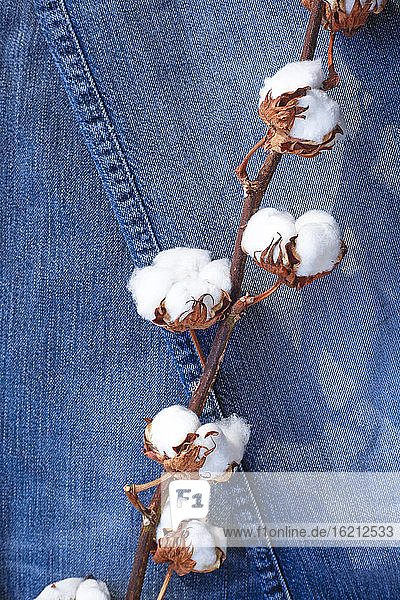 Germany  Cotton plant on jeans