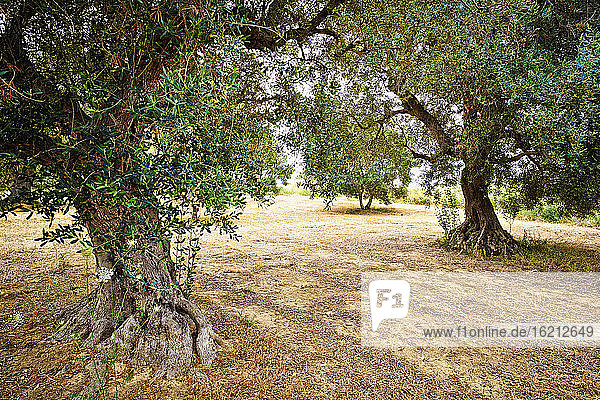 Italien  Apulien  Olivenbäume im Feld