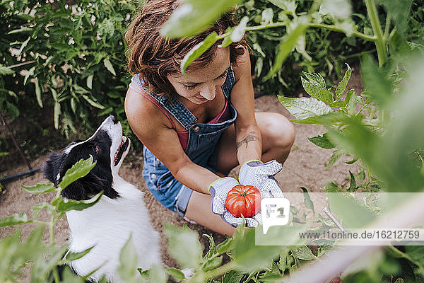 Mittlere erwachsene Frau mit Border Collie  die bei der Arbeit im Gemüsegarten eine Tomate hält