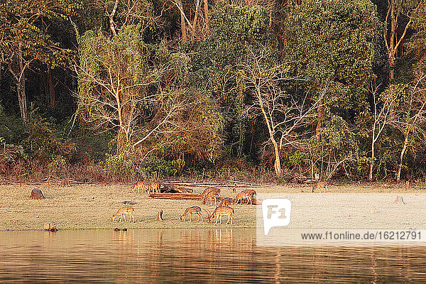Indien  Südindien  Karnataka Gruppe von gefleckten Hirschen im Nationalpark