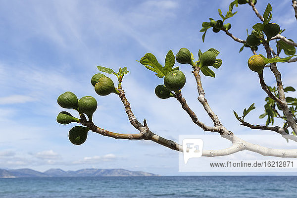 Turkey  Common fig in Dilek National Park