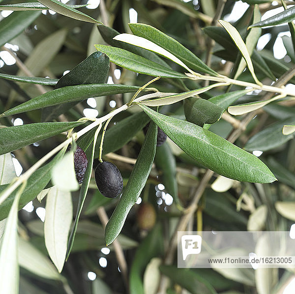 Schwarze Oliven und Laub am Olivenbaum  Nahaufnahme