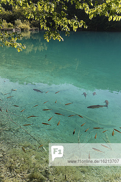 Kroatien  Karlovac  Fischschwarm im Nationalpark Plitvicer Seen
