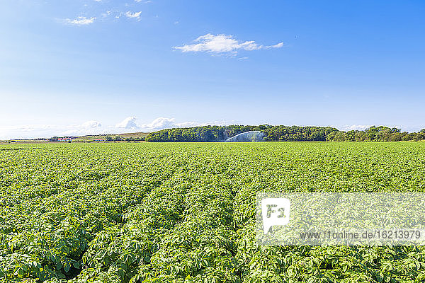 Kartoffeln (Solanum tuberosum) auf einem großen Sommerfeld